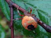 Marmorierte Kreuzsp. W. (Araneus marmoreus var. pyramidata)-L. Klasing