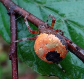 Marmorierte Kreuzsp. W. (Araneus marmoreus var. pyramidata)-L. Klasing