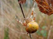 Marmorierte Kreuzsp.  W. (Araneus marmoreus var. pyramidata)-L. Klasing