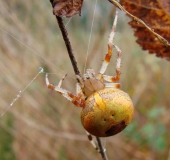 Marmorierte Kreuzsp.  W. (Araneus marmoreus var. pyramidata)-L. Klasing