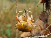 Marmorierte Kreuzsp. W. (Araneus marmoreus var. pyramidata)-L. Klasing