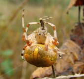 Marmorierte Kreuzsp. W. (Araneus marmoreus var. pyramidata)-L. Klasing