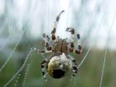 Marmorierte Kreuzsp. W. (Araneus marmoreus var. pyramidata)-L. Klasing