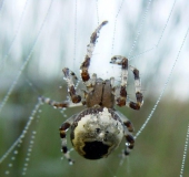 Marmorierte Kreuzsp. W. (Araneus marmoreus var. pyramidata)-L. Klasing