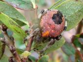 Marmorierte Kreuzsp. W. (Araneus marmoreus var. pyramidata)-L. Klasing