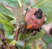 Marmorierte Kreuzsp. W. (Araneus marmoreus var. pyramidata)-L. Klasing