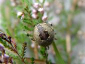 Marmorierte Kreuzsp. W. (Araneus marmoreus var. pyramidata)-L. Klasing