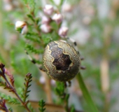 Marmorierte Kreuzsp. W. (Araneus marmoreus var. pyramidata)-L. Klasing