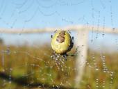 Marmorierte Kreuzsp. W. (Araneus marmoreus var. pyramidata)-L. Klasing