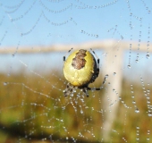 Marmorierte Kreuzsp. W. (Araneus marmoreus var. pyramidata)-L. Klasing