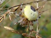 Marmorierte Kreuzsp. W. (Araneus marmoreus var. pyramidata)-L. Klasing