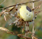 Marmorierte Kreuzsp. W. (Araneus marmoreus var. pyramidata)-L. Klasing