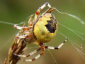 Marmorierte Kreuzsp. W. (Araneus marmoreus var. pyramidata)-L. Klasing