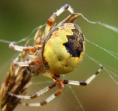 Marmorierte Kreuzsp. W. (Araneus marmoreus var. pyramidata)-L. Klasing