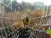 Marmorierte Kreuzsp. W. (Araneus marmoreus var. pyramidata)-L. Klasing