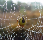 Marmorierte Kreuzsp. W. (Araneus marmoreus var. pyramidata)-L. Klasing