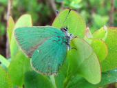 Brombeer-Zipfelfalter (Callophrys rubi)-L. Klasing