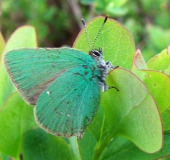 Brombeer-Zipfelfalter (Callophrys rubi)-L. Klasing