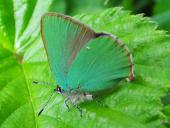 Brombeer-Zipfelfalter (Callophrys rubi)-L. Klasing