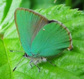 Brombeer-Zipfelfalter (Callophrys rubi)-L. Klasing