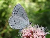 Faulbaum-Bläuling (Celastrina argiolus)-L. Klasing
