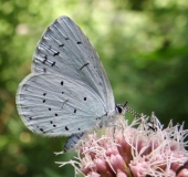 Faulbaum-Bläuling (Celastrina argiolus)-L. Klasing