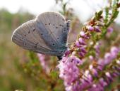 Faulbaum-Bläuling (Celastrina argiolus)-L. Klasing
