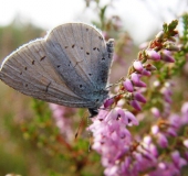 Faulbaum-Bläuling (Celastrina argiolus)-L. Klasing