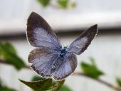 Faulbaum-Bläuling (Celastrina argiolus)-L. Klasing