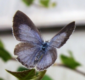 Faulbaum-Bläuling (Celastrina argiolus)-L. Klasing