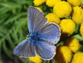 Hauhechel- o. Gemeiner-Bläuling (Polyommatus icarus)-L. Klasing