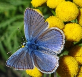 Hauhechel- o. Gemeiner-Bläuling (Polyommatus icarus)-L. Klasing