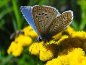 Hauhechel- o. Gemeiner-Bläuling (Polyommatus icarus)-L. Klasing