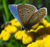 Hauhechel- o. Gemeiner-Bläuling (Polyommatus icarus)-L. Klasing