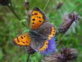 Kleiner Feuerfalter (Lycaena philaeas)-L. Klasing
