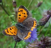 Kleiner Feuerfalter (Lycaena philaeas)-L. Klasing