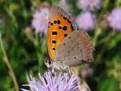 Kleiner Feuerfalter (Lycaena philaeas)-L. Klasing