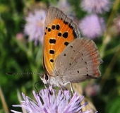 Kleiner Feuerfalter (Lycaena philaeas)-L. Klasing