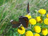 Schwarm: Kleiner Feuerfalter (Lycaena philaeas)-L. Klasing
