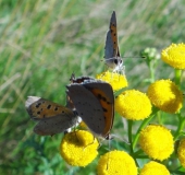 Schwarm: Kleiner Feuerfalter (Lycaena philaeas)-L. Klasing