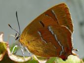 Nierenfleck (Thekla betulae)-L. Klasing