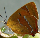 Nierenfleck (Thekla betulae)-L. Klasing