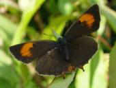 Nierenfleck (Thekla betulae)-L. Klasing