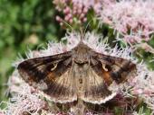 Gammaeule (Autographa gamma)-L. Klasing