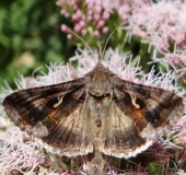 Gammaeule (Autographa gamma)-L. Klasing