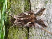 Gammaeule (Autographa gamma)-L. Klasing