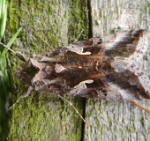 Gammaeule (Autographa gamma)-L. Klasing