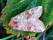 Gelbbraune Stengeleule (Amphipoea fucosa)-L. Klasing