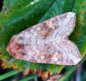 Gelbbraune Stengeleule (Amphipoea fucosa)-L. Klasing