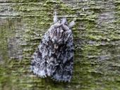 Großkopf-Rindeneule (Acronicta megacephala)-L. Klasing